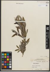 Foto von Salix purpurea L.